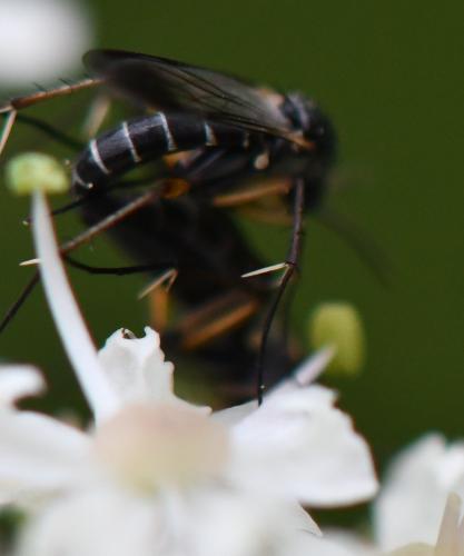 Greenomyia mongolica